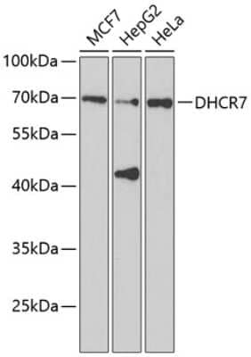 Western Blot: DHCR7 AntibodyAzide and BSA Free [NBP3-04976]